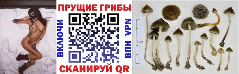 Псилоцибиновые грибы прущие грибы  Звенигород 