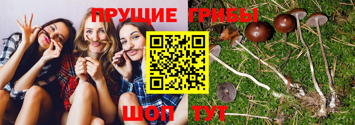 Звенигород  Псилоцибиновые грибы Magic Shrooms  Вход с VPN 